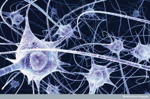 Neurons - Credit http://www.flickr.com/photos/lorelei-ranveig/2294885420/